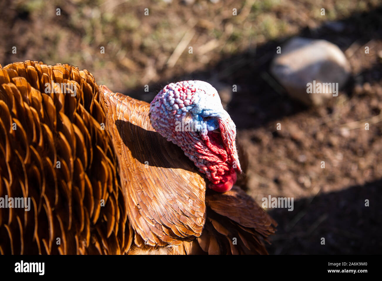 turkey birds walking at farm Stock Photo Alamy