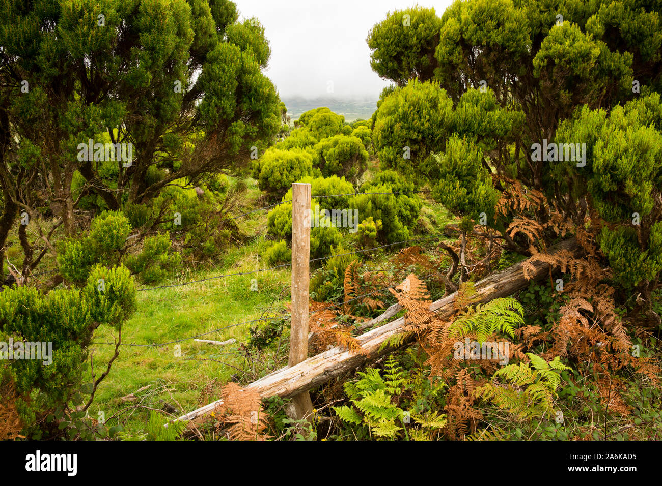 Fence over green landscape. Pico, Azores, Portugal Stock Photo