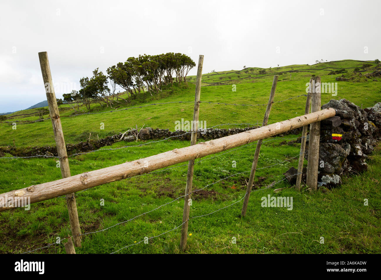 Erica Azorica trees in a green field. Pico, Azores, Portugal Stock Photo