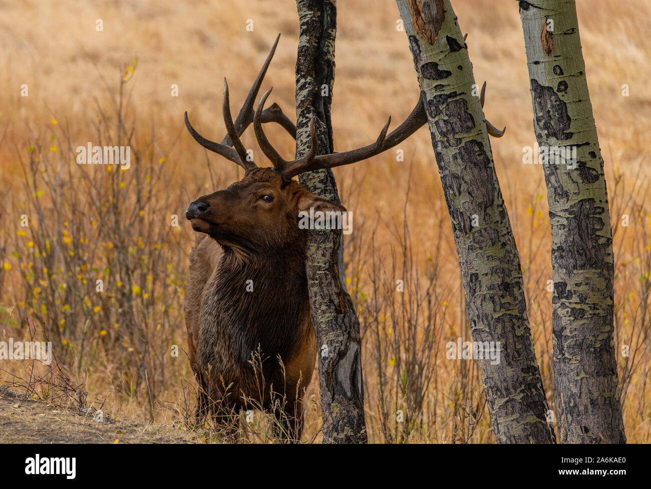 A Large Bull Elk Rubbing Against an Aspen Tree in the Fall Stock Photo