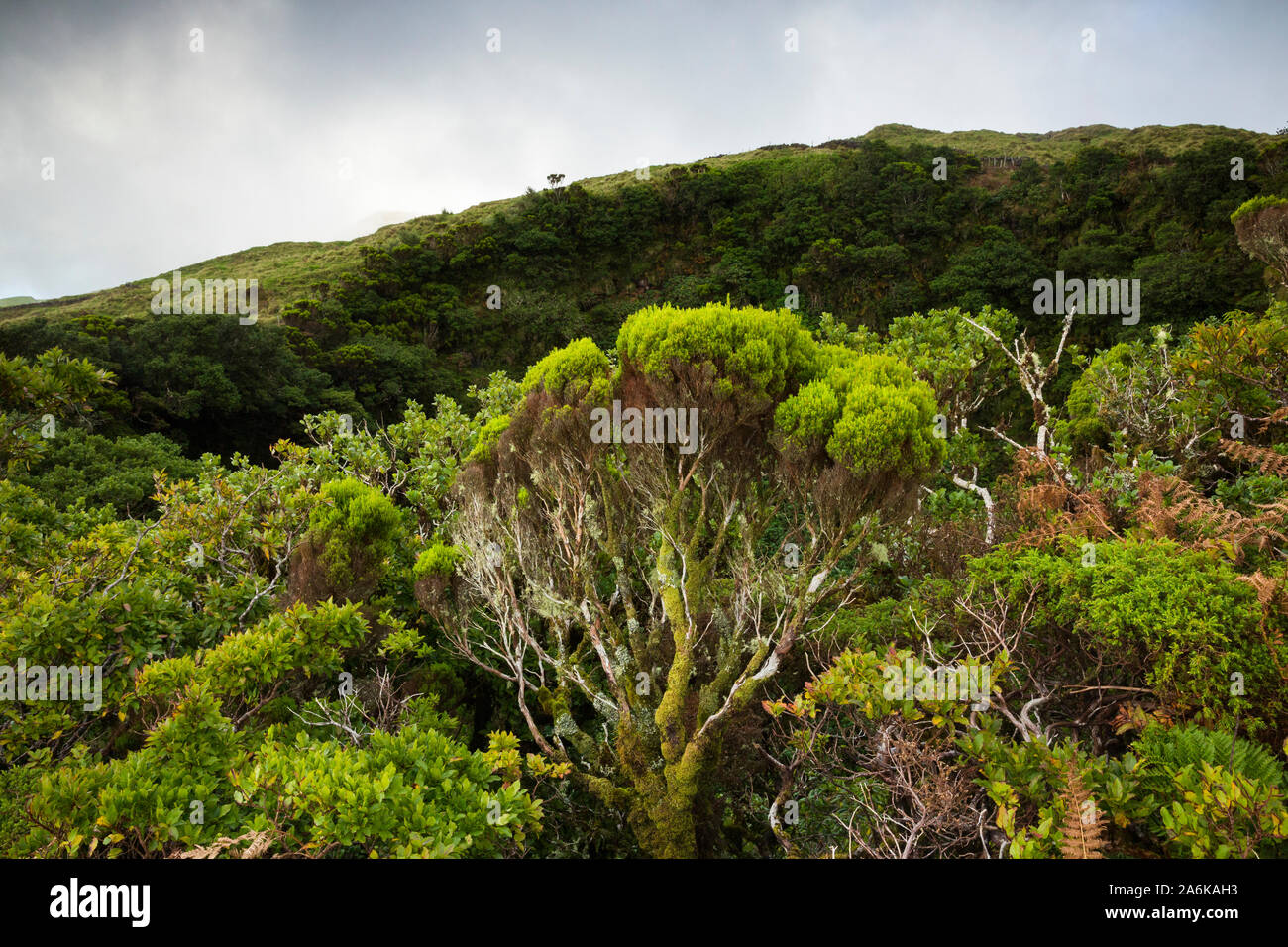 Pit crater in Pico. Azores, Portugal Stock Photo