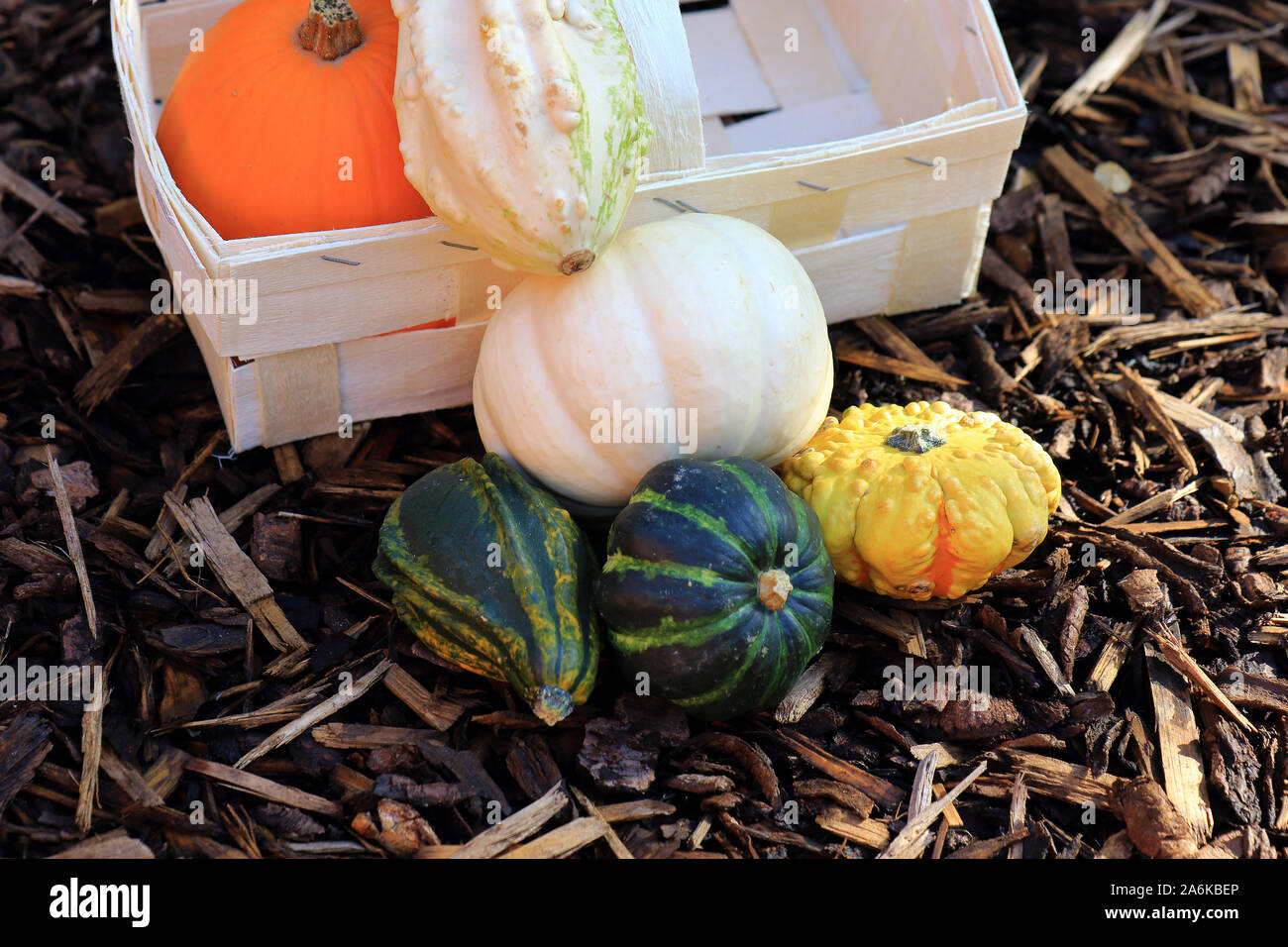 A variety of pumpkins in a box for Halloween Stock Photo - Alamy