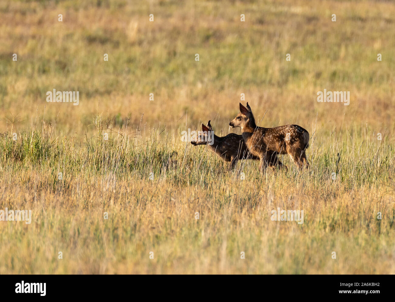 Mule Deer Fawn Twins In a Field in Springtime Stock Photo