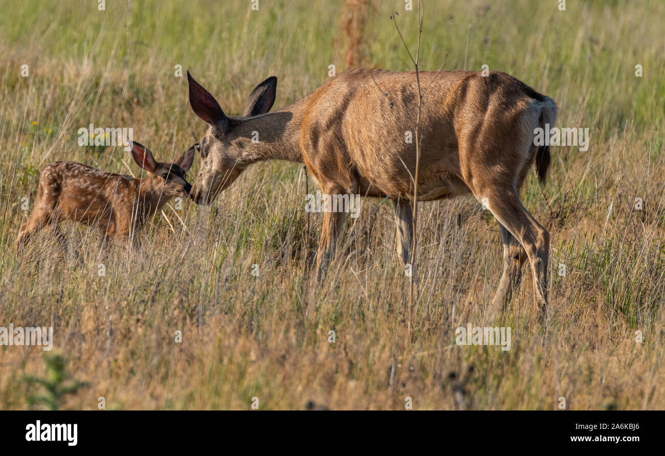 A Mule Deer Doe Nurturing Her Fawn Stock Photo