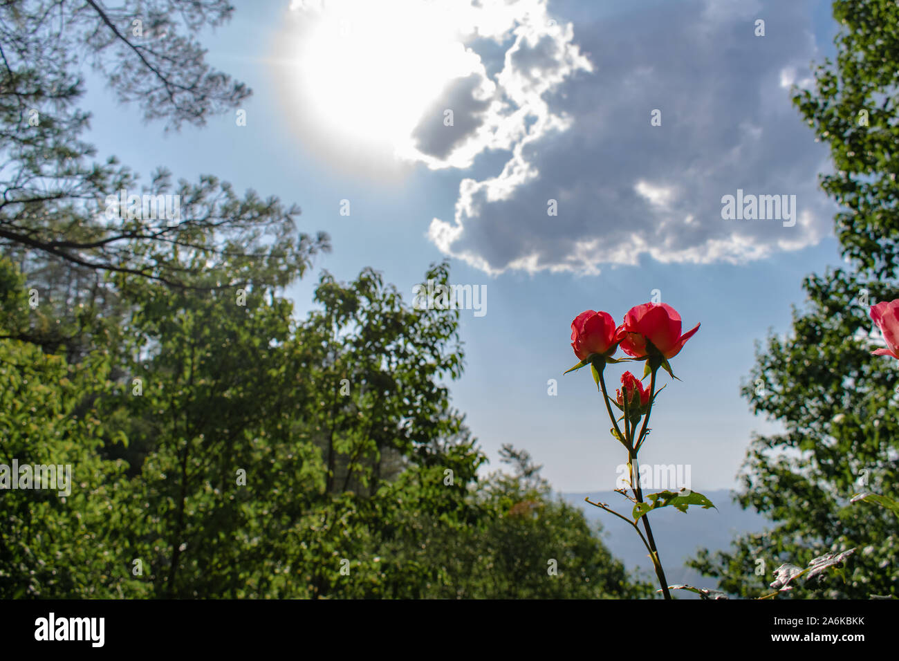 Red pink single flowers landscape with bright sun, clouds, and green trees leaves Stock Photo