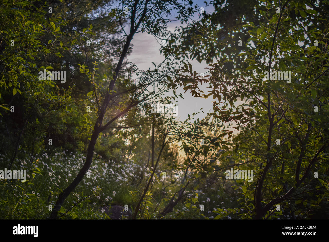 Green forest in Murree, Pakistan with daisy flowers at sunset with blue sky Stock Photo