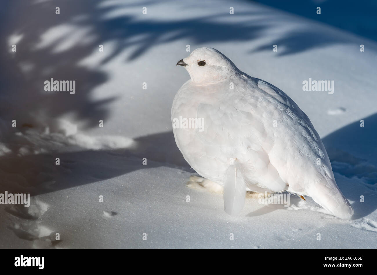 A Beautiful White-tailed Ptarmigan in the Snow Stock Photo