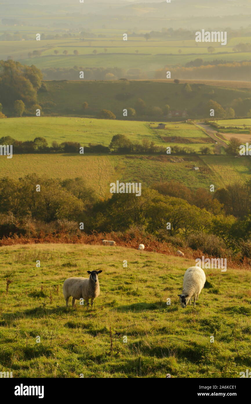 Sheep graze on the farmland in Dorset on the misty morning Stock Photo