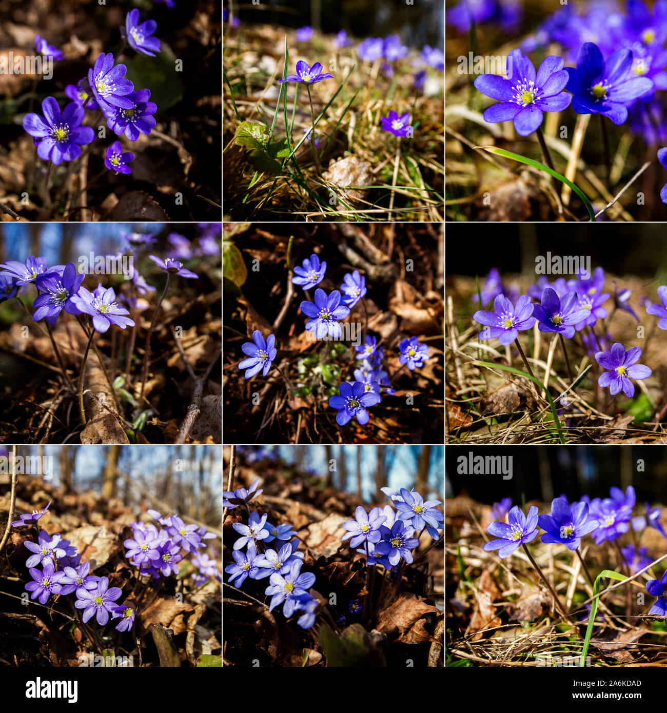 Deph of the forest hi-res stock photography and images - Alamy