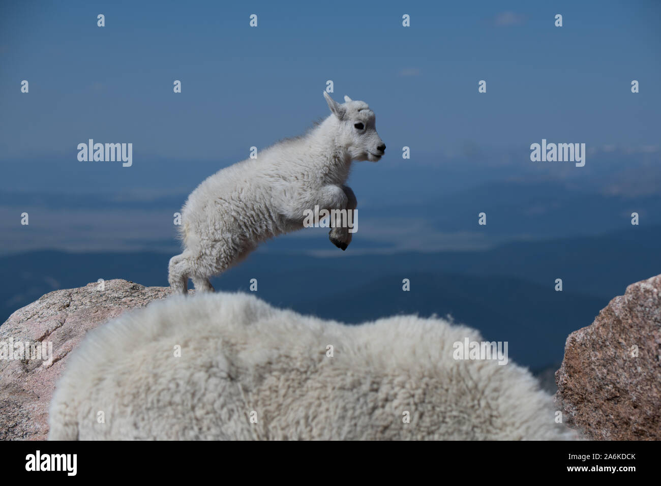 Mountain goat kids jumping hires stock photography and images Alamy