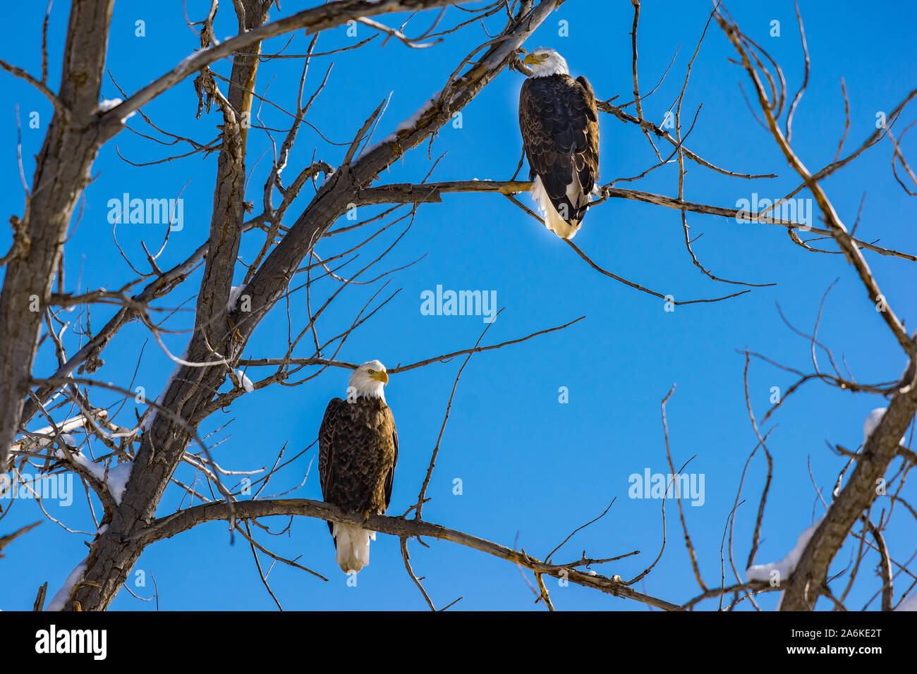 A Majestic Bald Eagle Pair Perched in a Tree Stock Photo