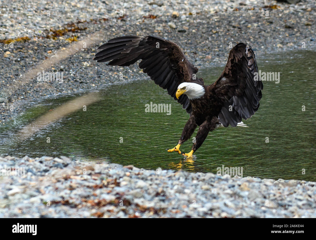 A Majestic Bald Eagle Coming in for a Landing Stock Photo