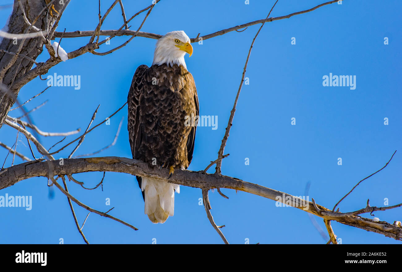 A Majestic Bald Eagle Perched in a Tree Stock Photo