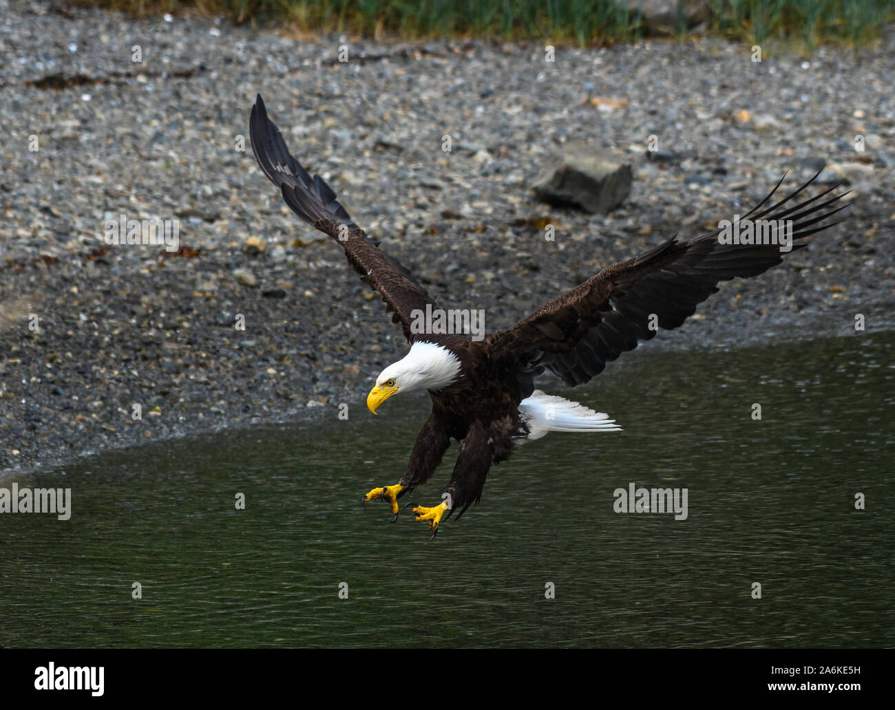 A Majestic Bald Eagle Coming in for a Landing Stock Photo