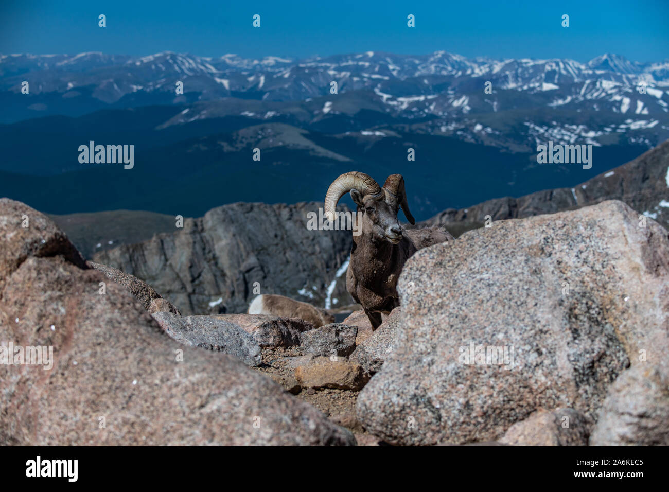 A Bighorn Sheep in the Mountains of Colorado Stock Photo