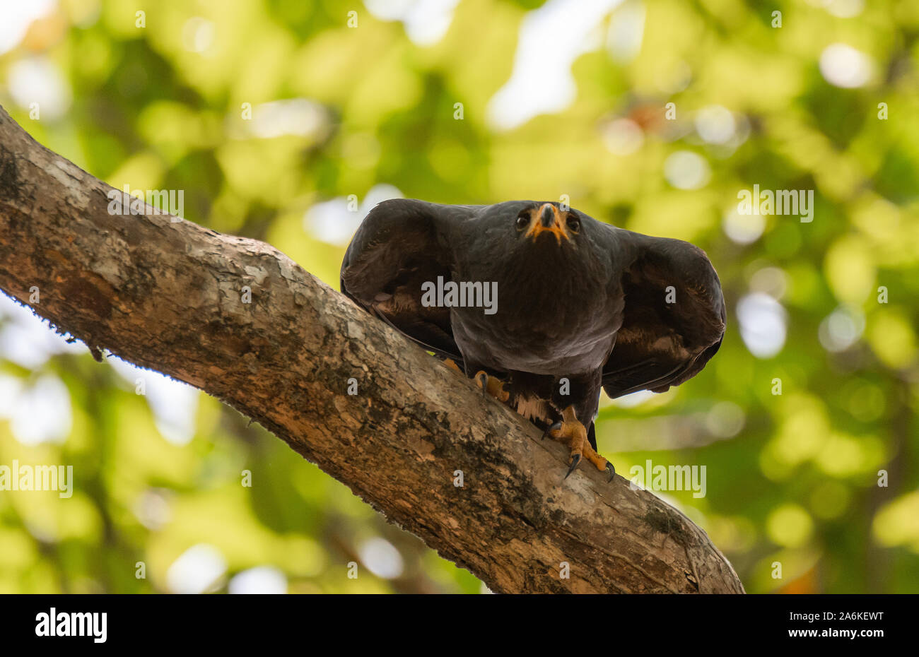 A Common Black Hawk Ready for Flight in Costa Rica Stock Photo