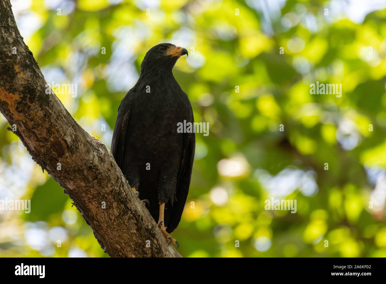 A Common Black Hawk in Costa Rica Stock Photo