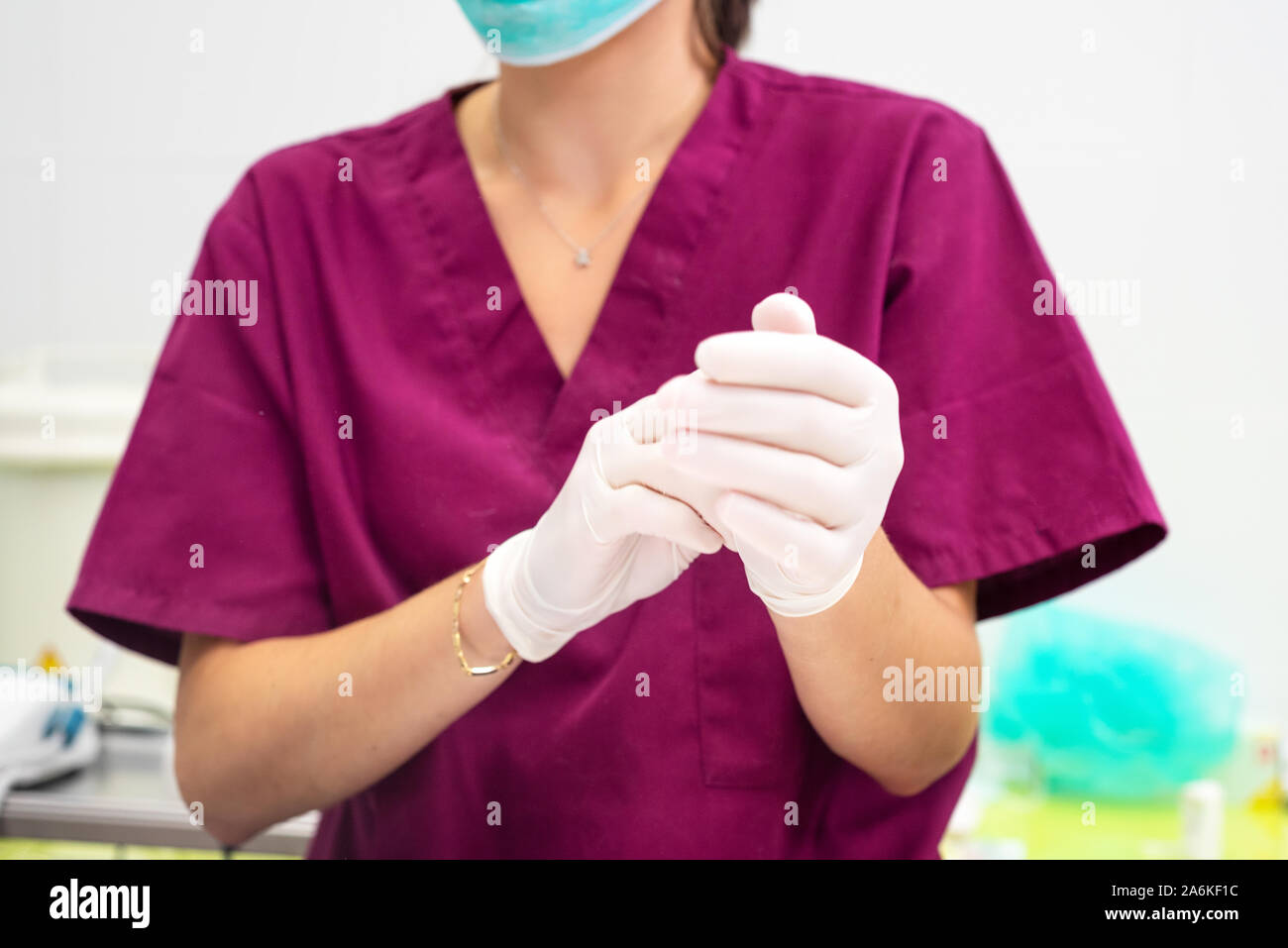 Unrecognizable female Veterinarian, putting on gloves .  Stock Photo