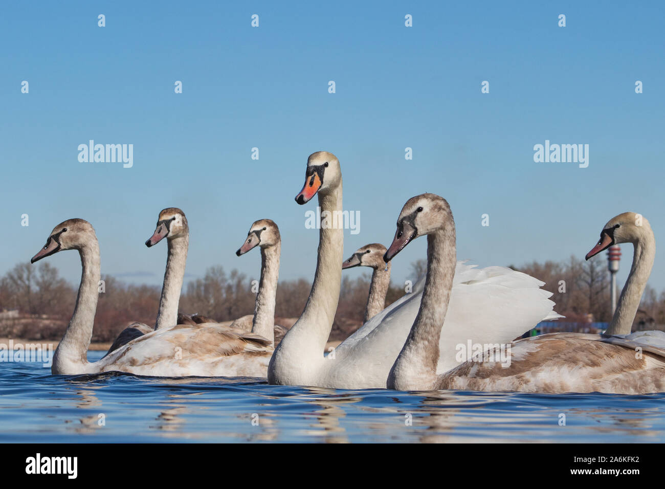 A swan flock flies along the river. Young swans of gray color. Stock Photo