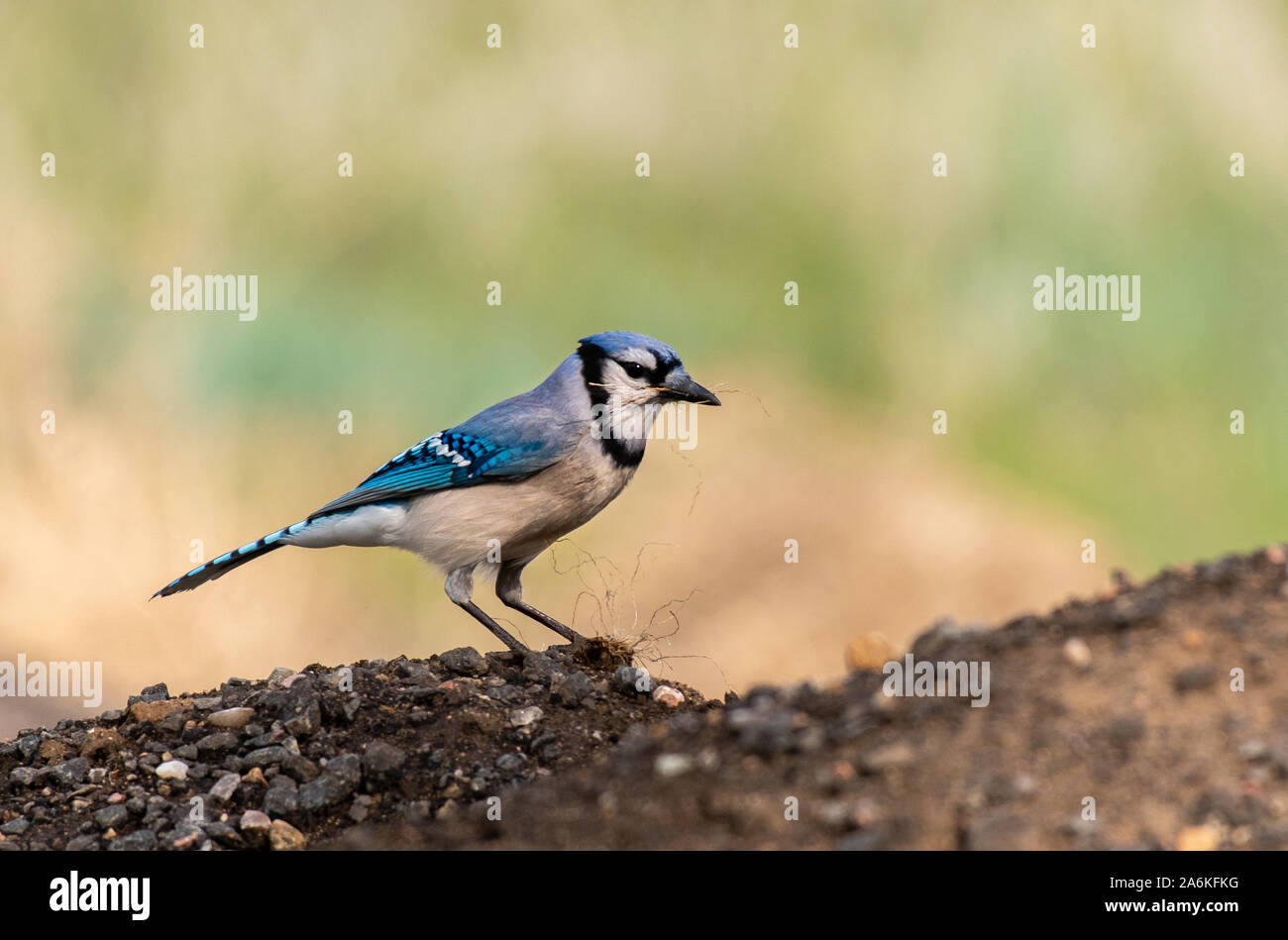 A Beautiful Blue Jay Foraging for Food on the Ground Stock Photo