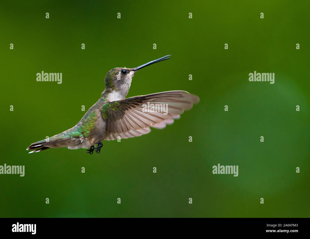 A Beautiful Broad-tailed Hummingbird in Flight Stock Photo