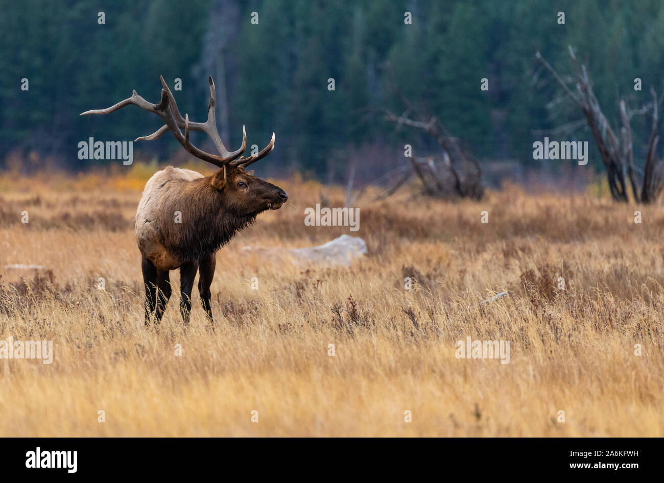 Large Bull Elk in Colorado Stock Photo