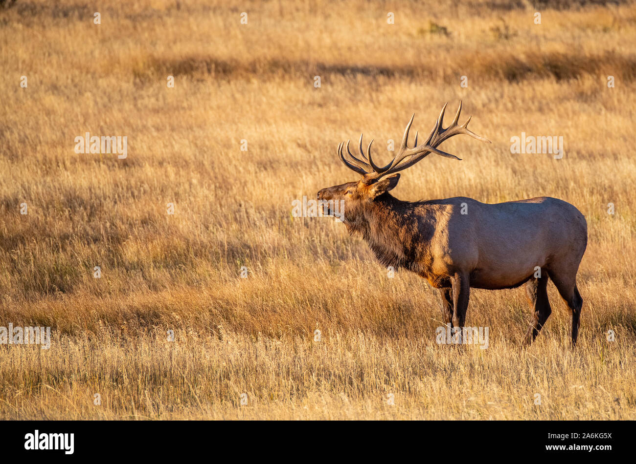Large Bull Elk in Colorado Bugling to His Harem Stock Photo