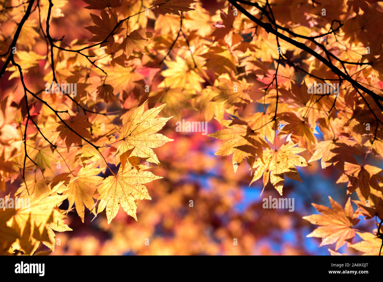 Red leave of maple tree for autumn fall background Stock Photo - Alamy