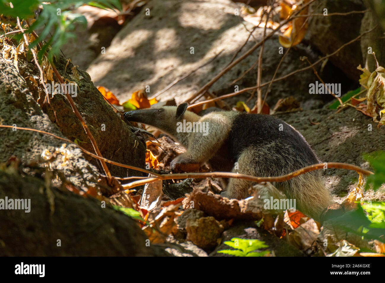 A Lesser Anteater Foraging for Food in Costa Rica Stock Photo
