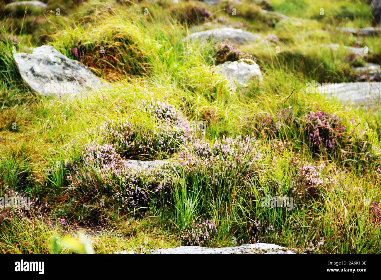 The broom heath, Calluna vulgaris, also called heather, is the formative plant of heathland Stock Photo