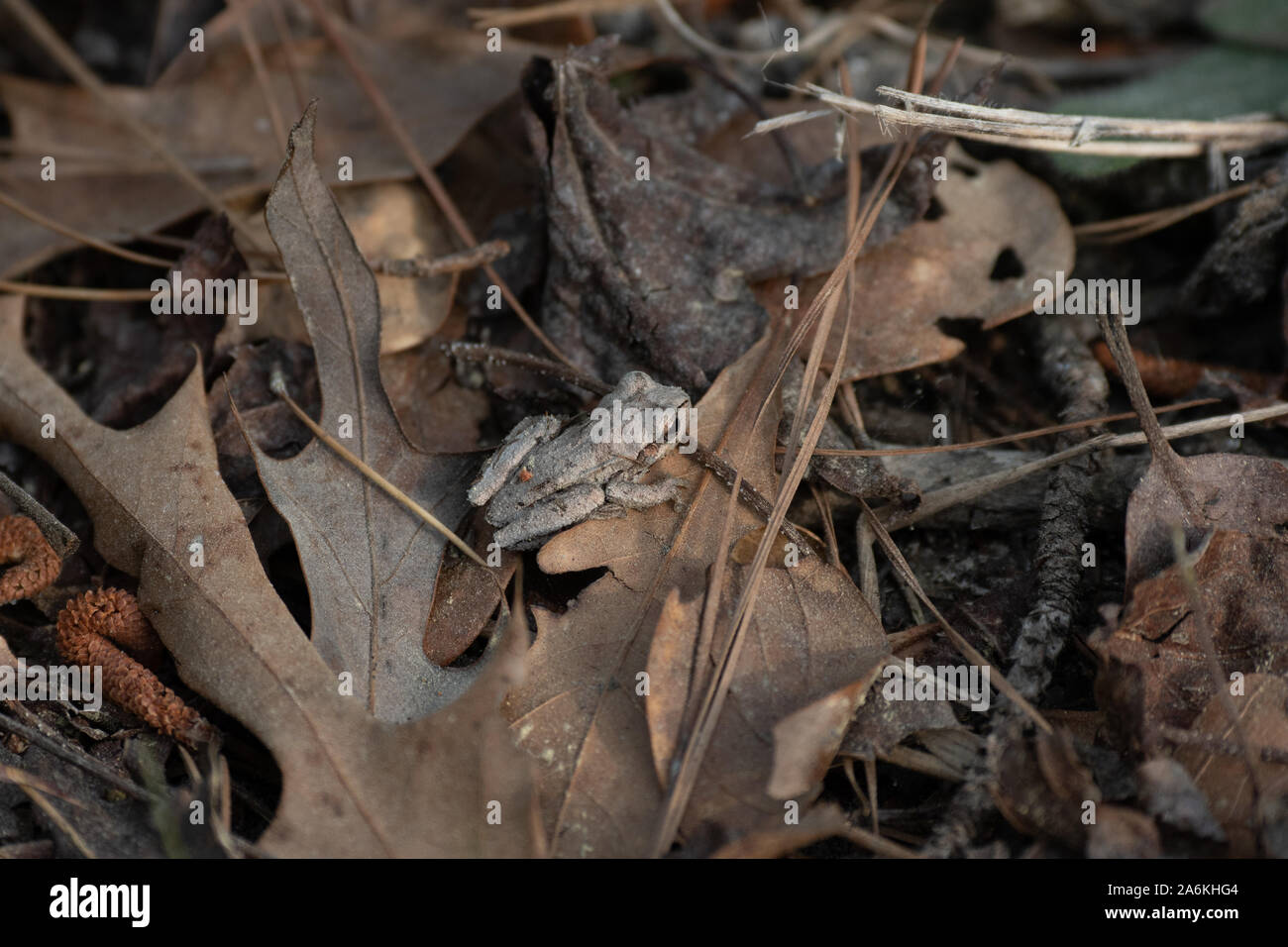 A Cute and Well Hidden Mountain Chorus Frog Stock Photo