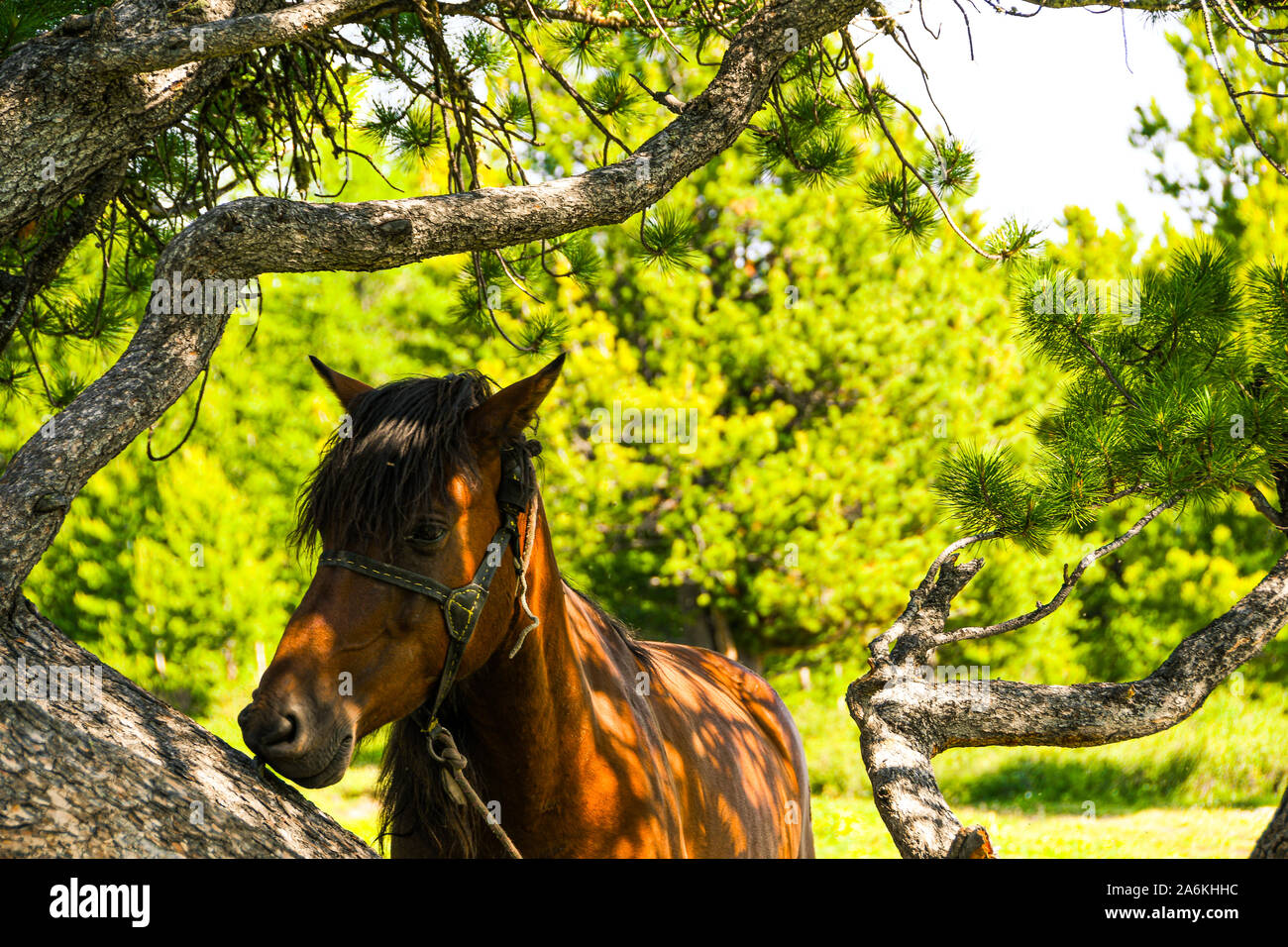 horse-under-the-tree-hi-res-stock-photography-and-images-alamy