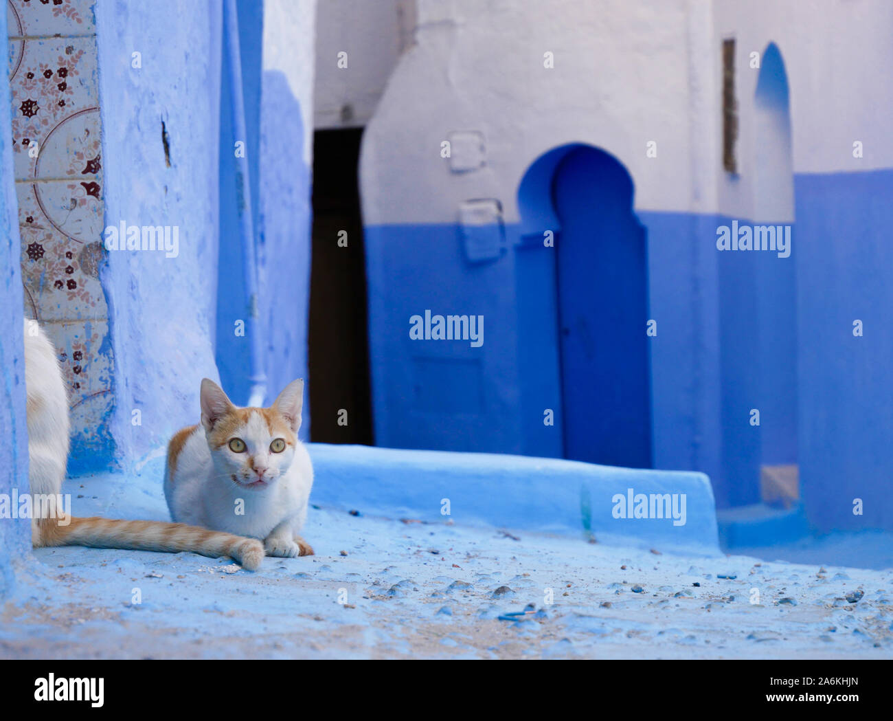 Cats in Chefchaouen Stock Photo