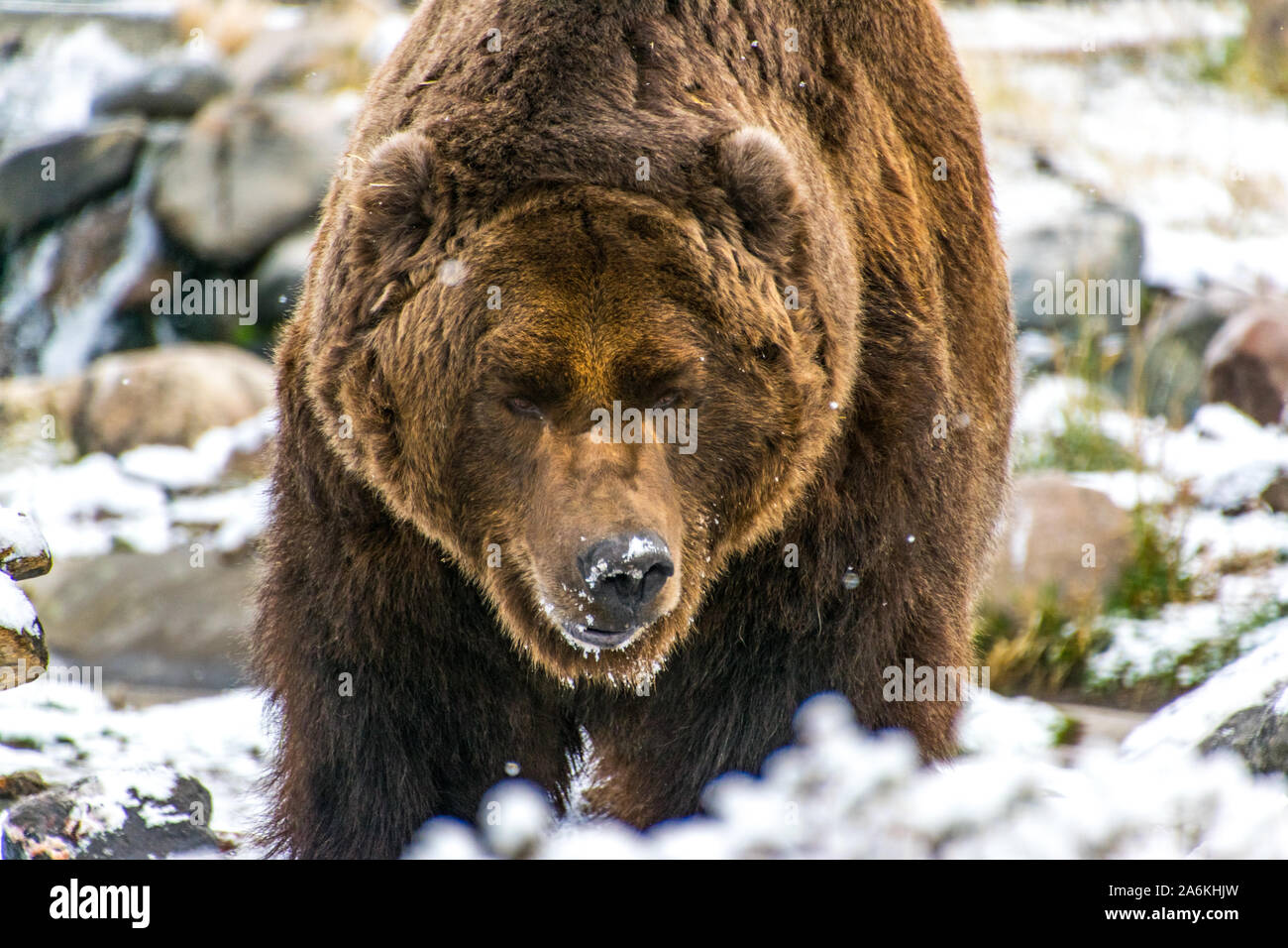 A Massive Brown Bear in Wyoming in the Snow Stock Photo
