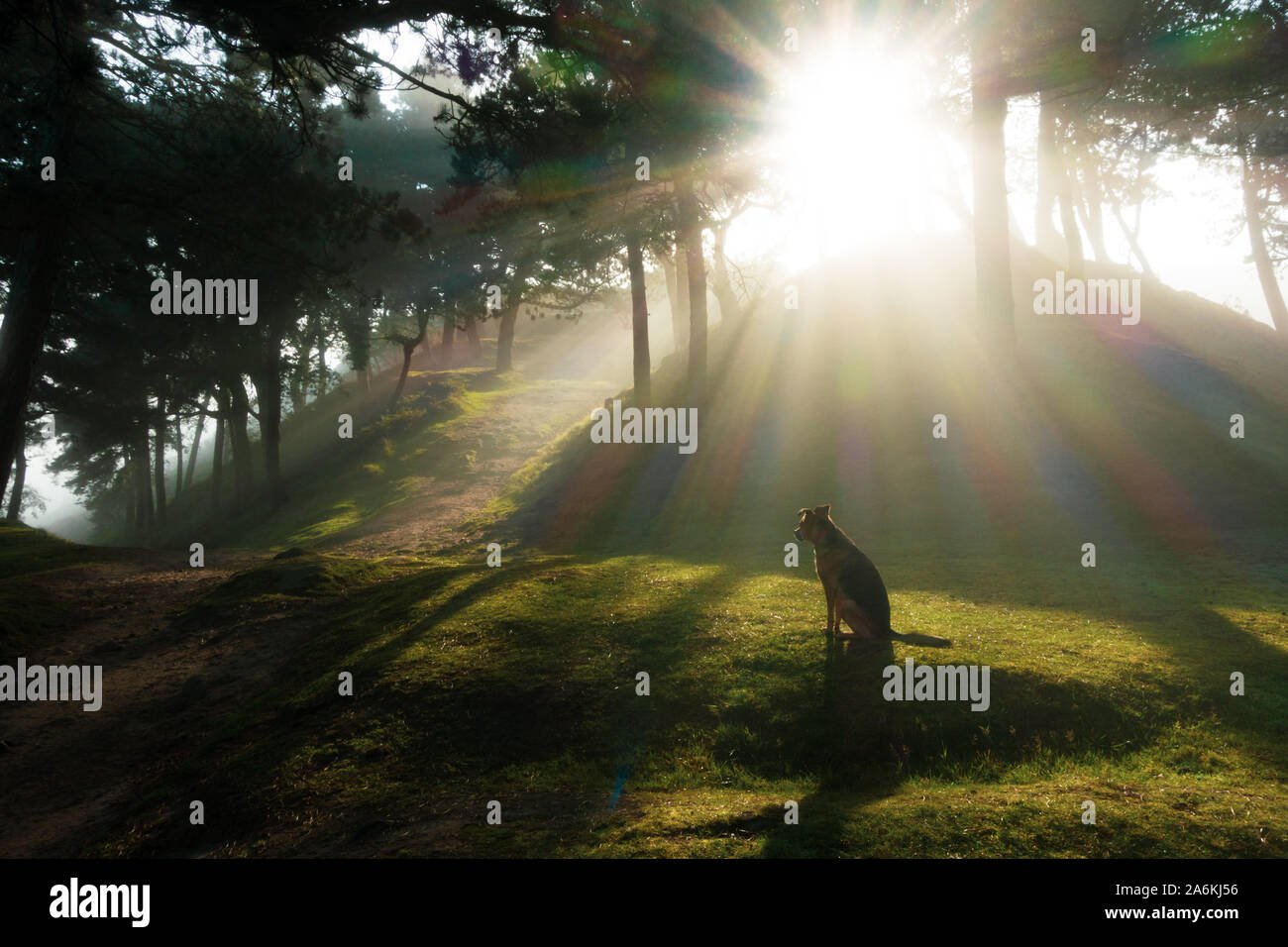 Dog sitting wistfully waiting in a stunning woodland in the sunrise with mist through the trees. UK Stock Photo