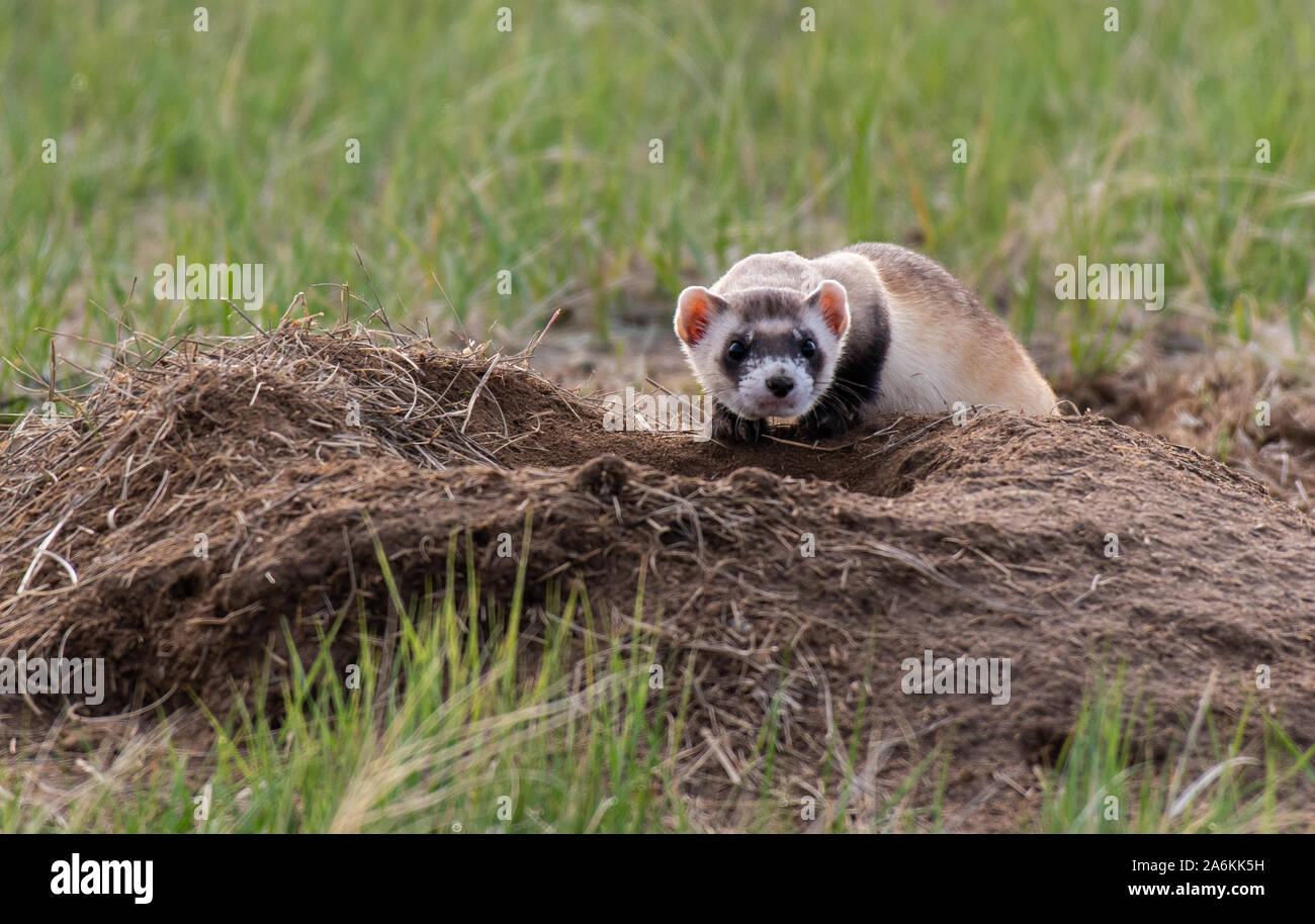 An Endangered Black-footed Ferret on the Plains of Colorado Stock Photo