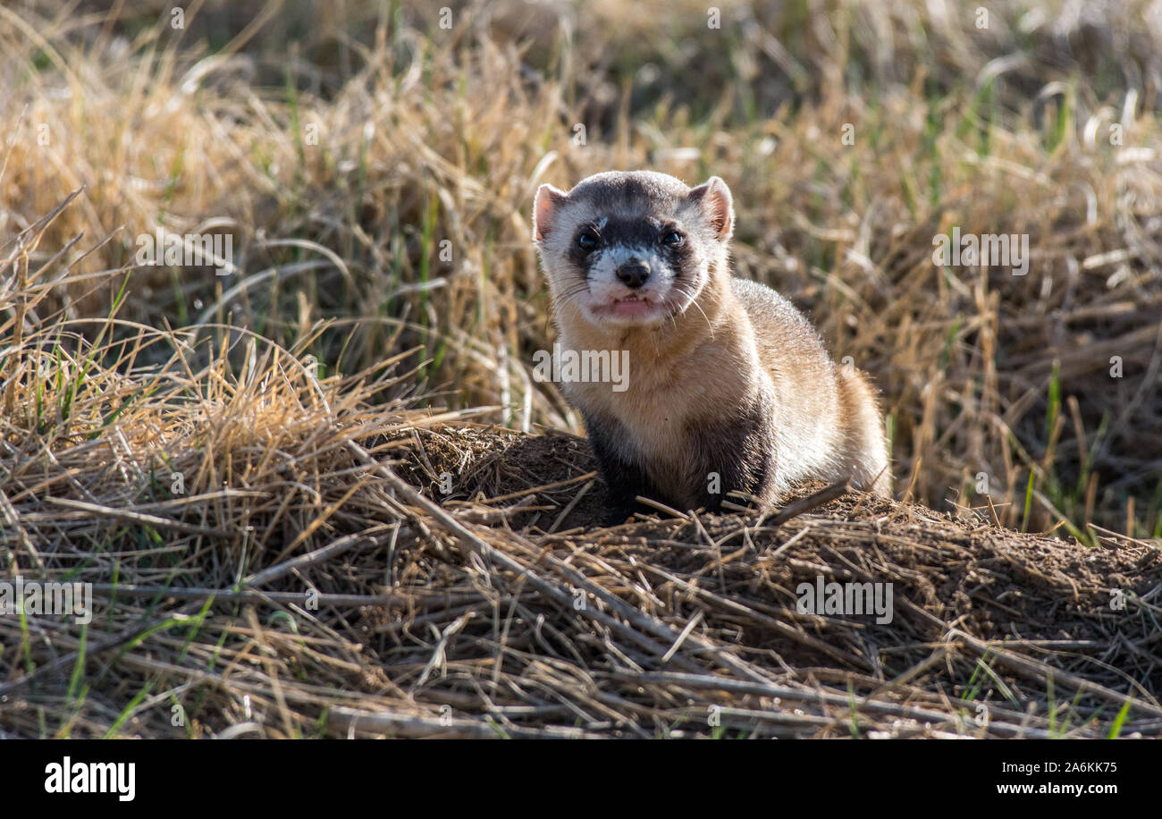 An Endangered Black-footed Ferret on the Plains of Colorado Stock Photo