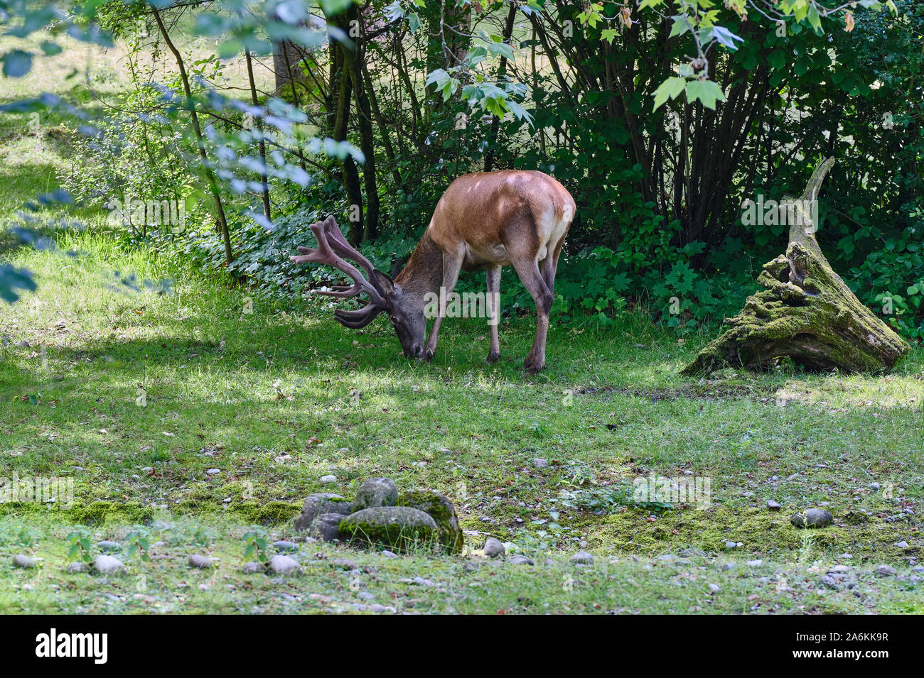 Deer Eating On Field Stock Photo - Alamy