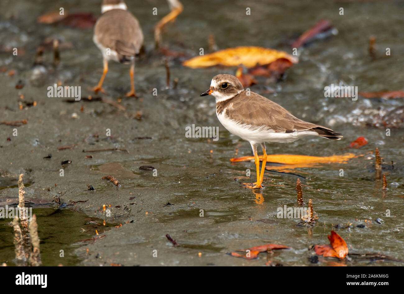 A Pretty Semipalmated Plover Foraging for food on a Tidal Flat Stock Photo