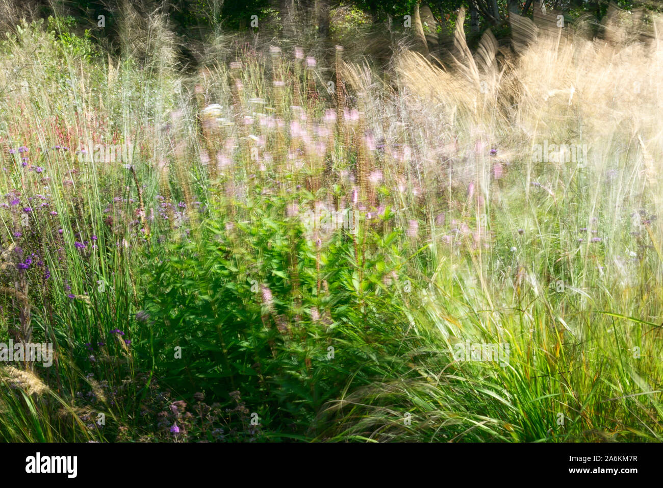 grasses moving in the wind,move,movement,texture,garden feature,sound garden,stipa,mix,mixed,grass,grasses,planting combination,RM Floral Stock Photo
