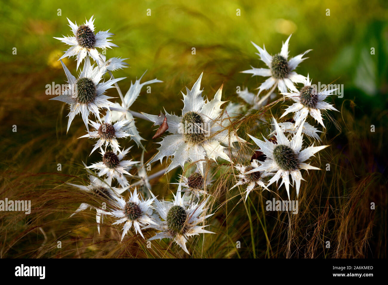 Eryngium giganteum Miss Willmott's Ghost,Silver Ghost,sea holly,sea hollies,silver flower,flowering,grass,grasses,mix,mixed,planting comb Stock Photo