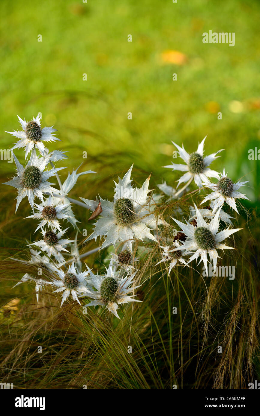 Eryngium giganteum Miss Willmott's Ghost,Silver Ghost,sea holly,sea hollies,silver flower,flowering,grass,grasses,mix,mixed,planting comb Stock Photo