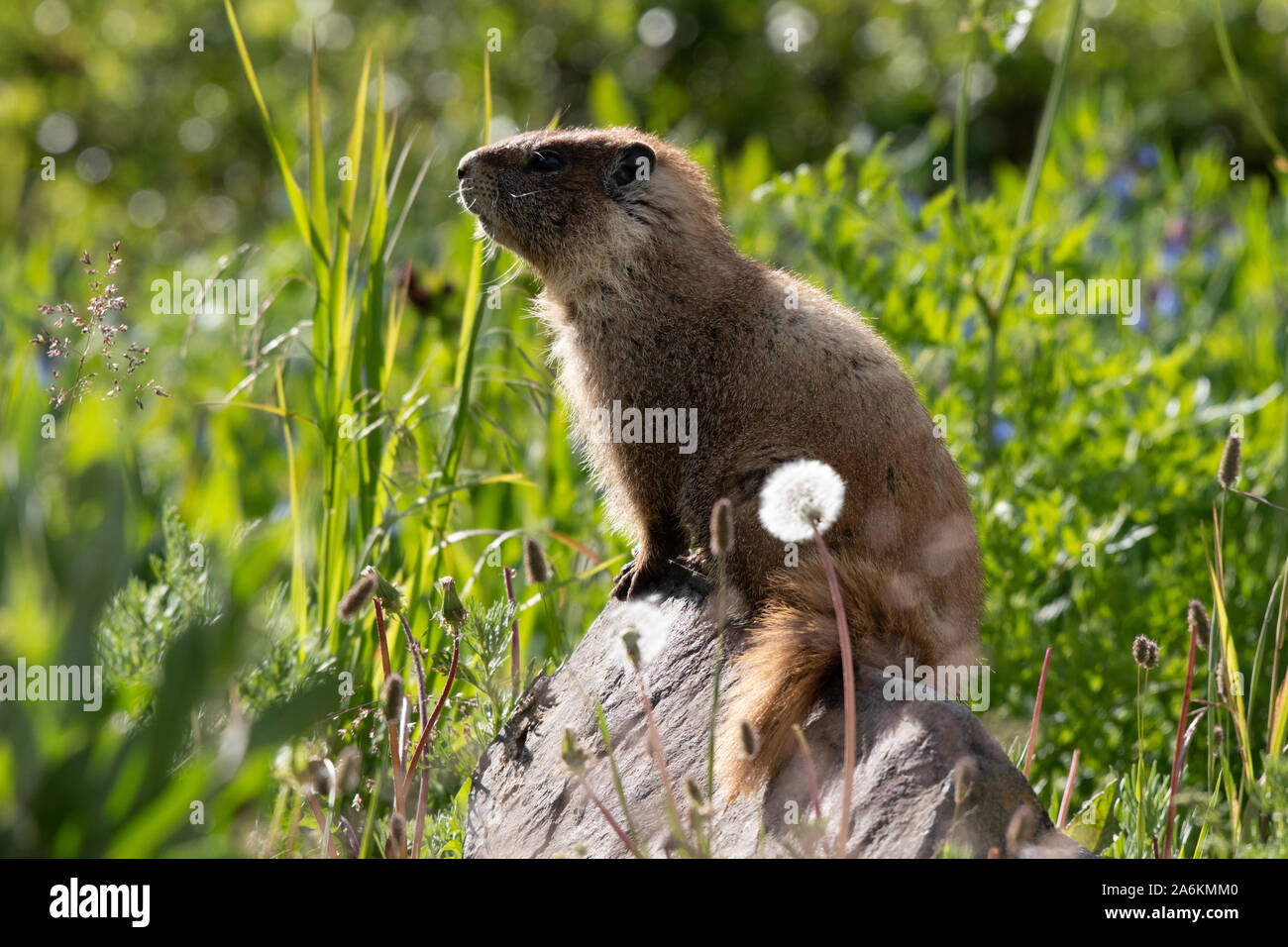 A Yellow-bellied Marmot Perched on a Rock Stock Photo