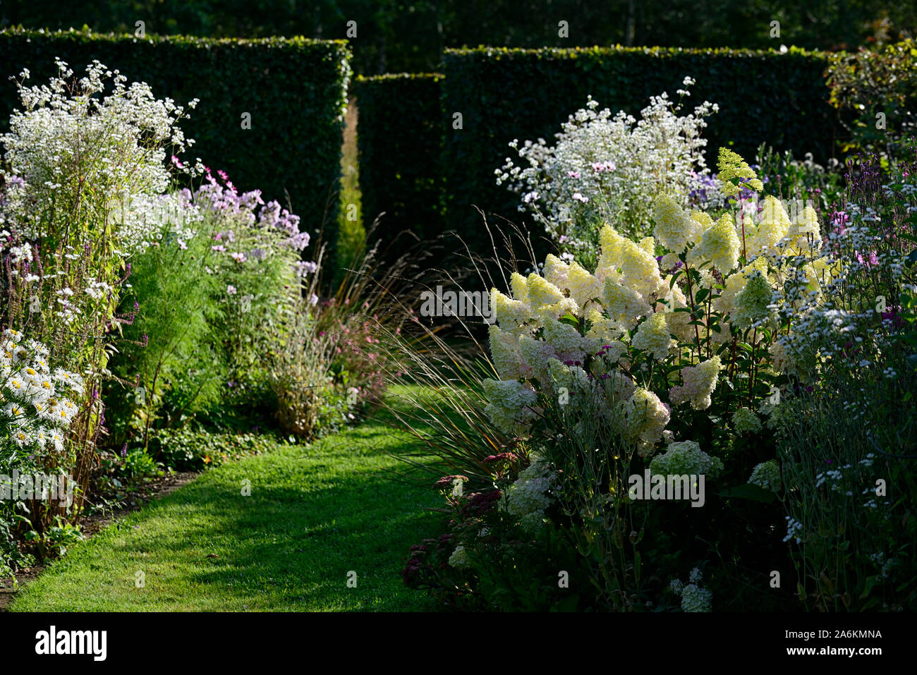 Panicle Hydrangea Stock Photos Panicle Hydrangea Stock Images