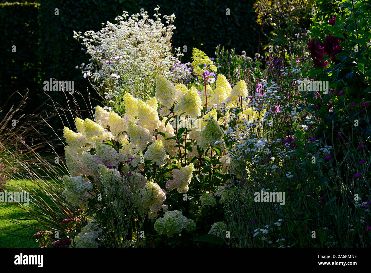 Fire Light Hydrangea Garden Shrubs Beautiful Flowers Hydrangea