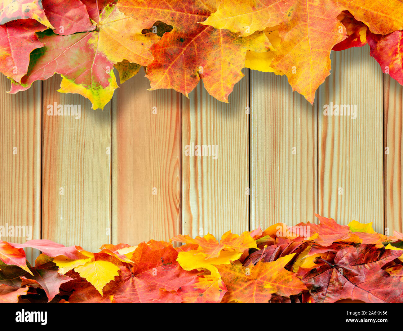 Red and yellow autumn colored fall leaves on wood background with copy ...