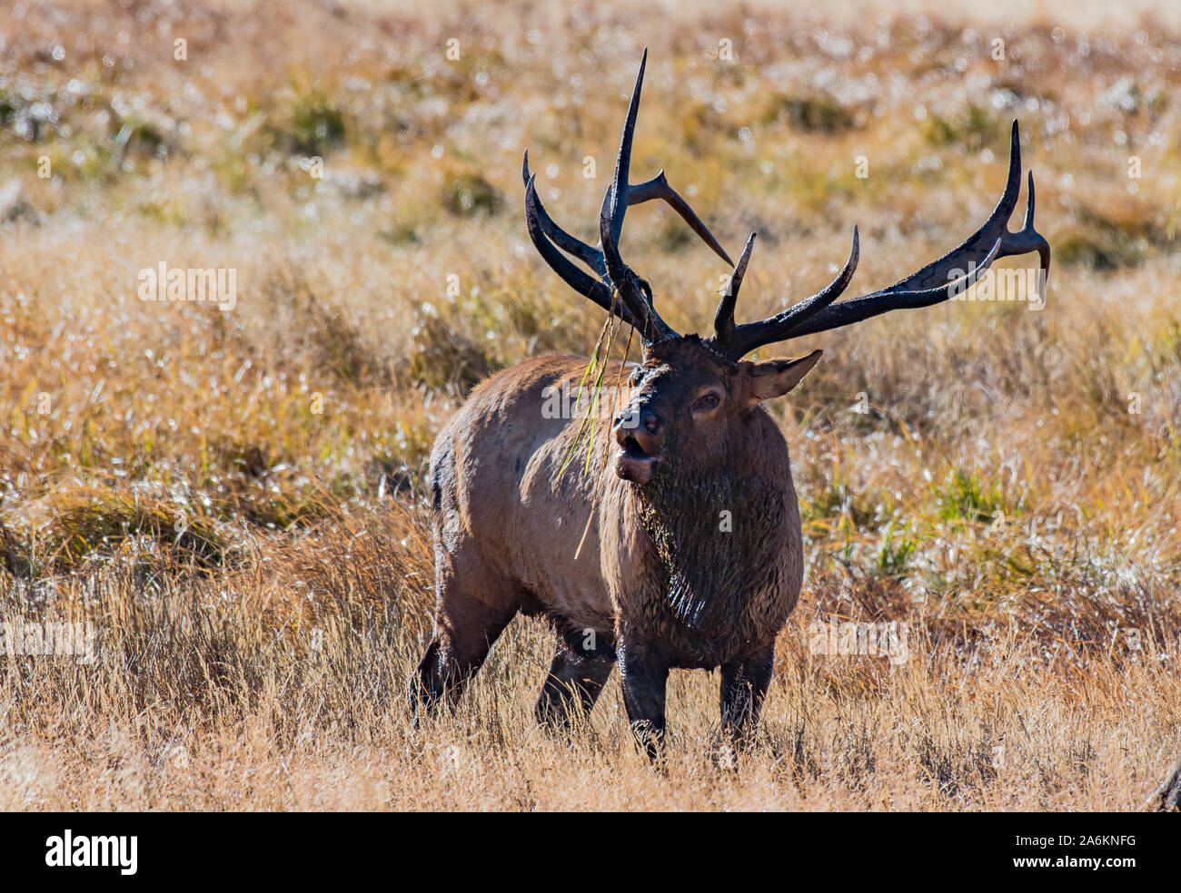 A Large Bull Elk in the Colorado Mountains Stock Photo