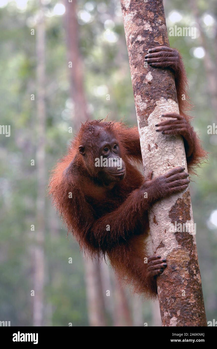 Orangutan (RH), Pongo pygmaeus, Tanjung Puting National Park, Kalimantan, Indonesia Stock Photo