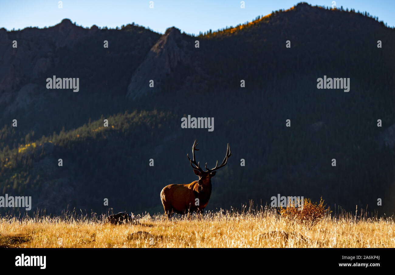 A Large Bull Elk in the Colorado Mountains Stock Photo