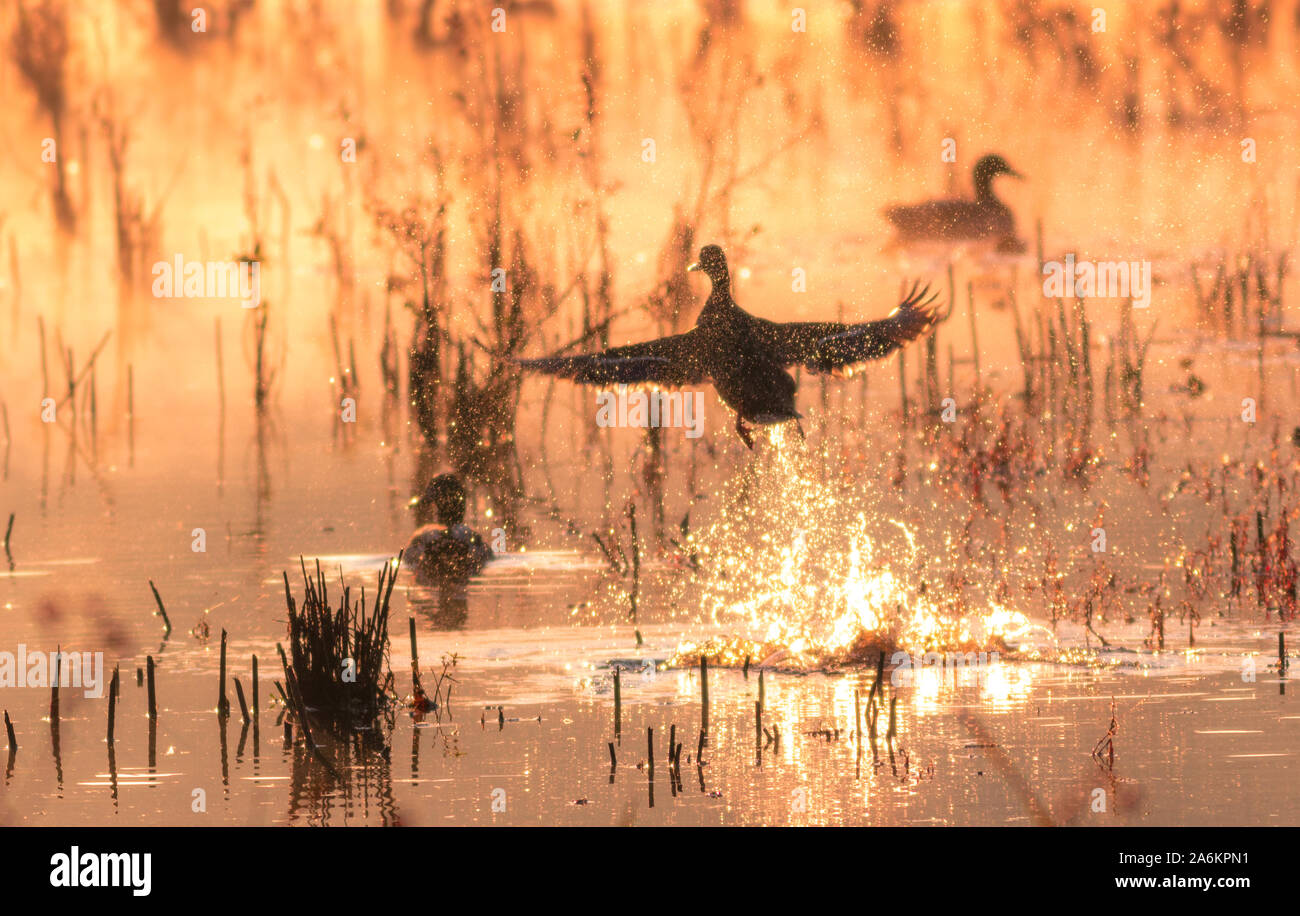 Mallard duck lifts off at sunrise creating a magical scene of gold mist
